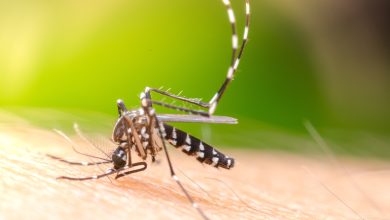 Dengue