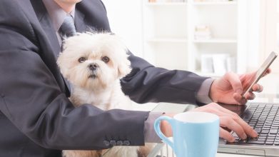 No se considera adecuada tenencia de mascota en el trabajo: Concepto Minsalud