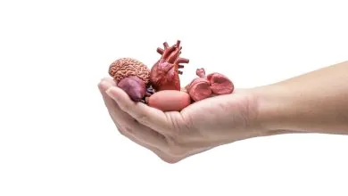Hands,Holding,Human,Internal,Organ,Model,On,White,Background.,Organ
