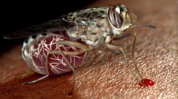 tripanosomiasis