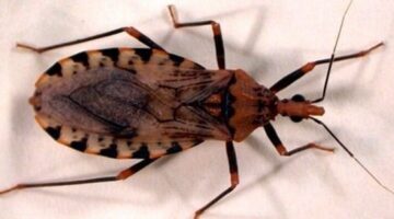 Chagas - Reconocimiento a Colombia por interrupción vectorial